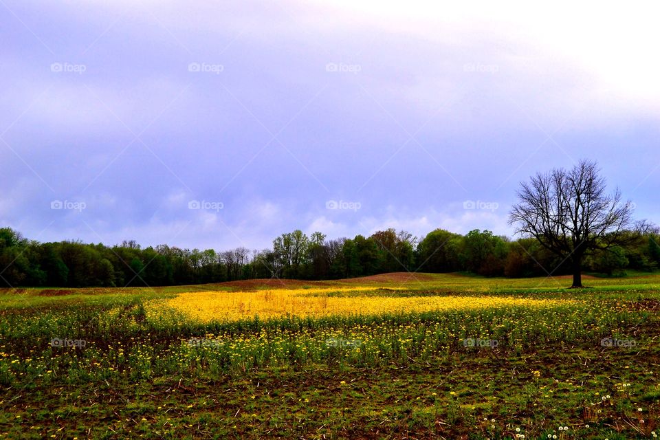 Spring in the country 