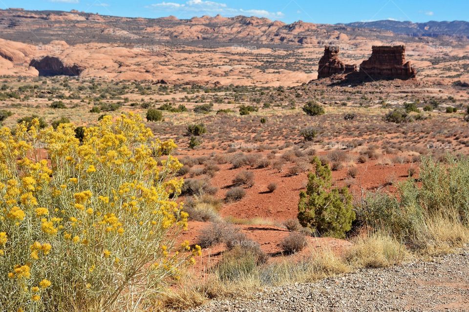 Flowering Desert