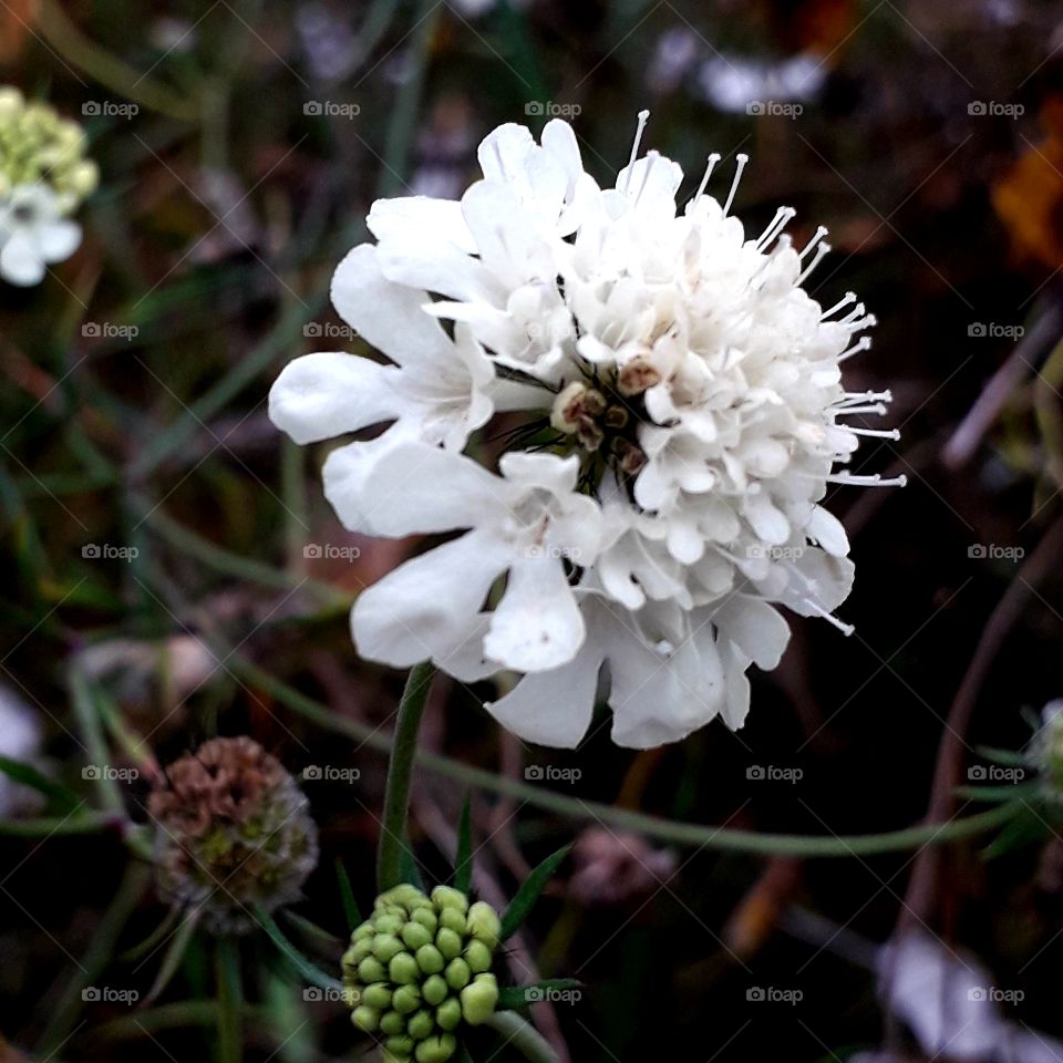 summer meadow flowers  in autumn  - cream driakiew