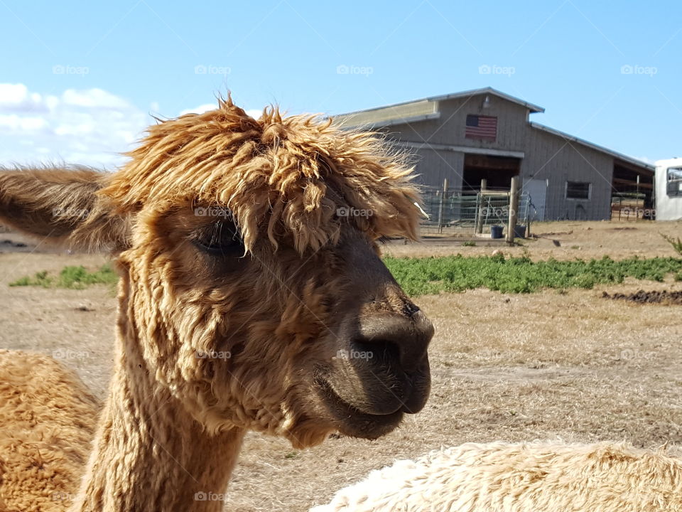 Cute alpaca