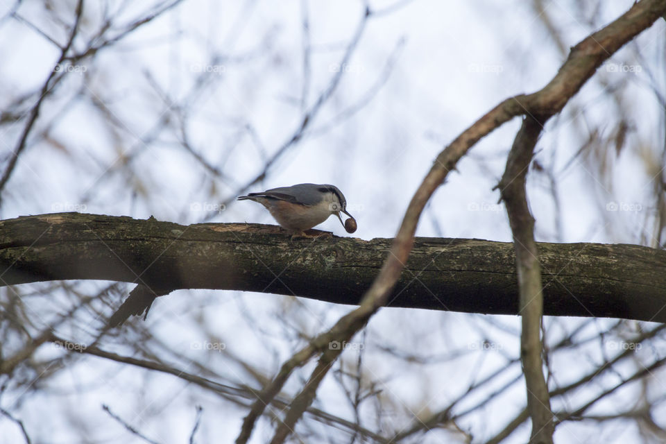 Nuthatch bird with a nut .
Nötväcka med nöt 