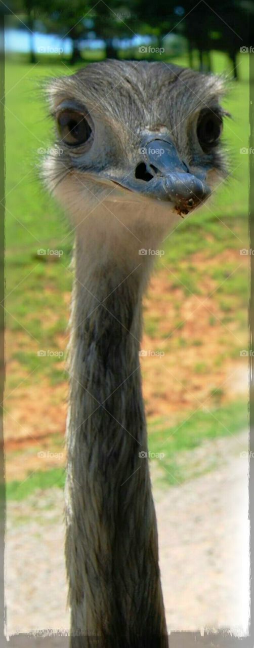 ostrich or emu?