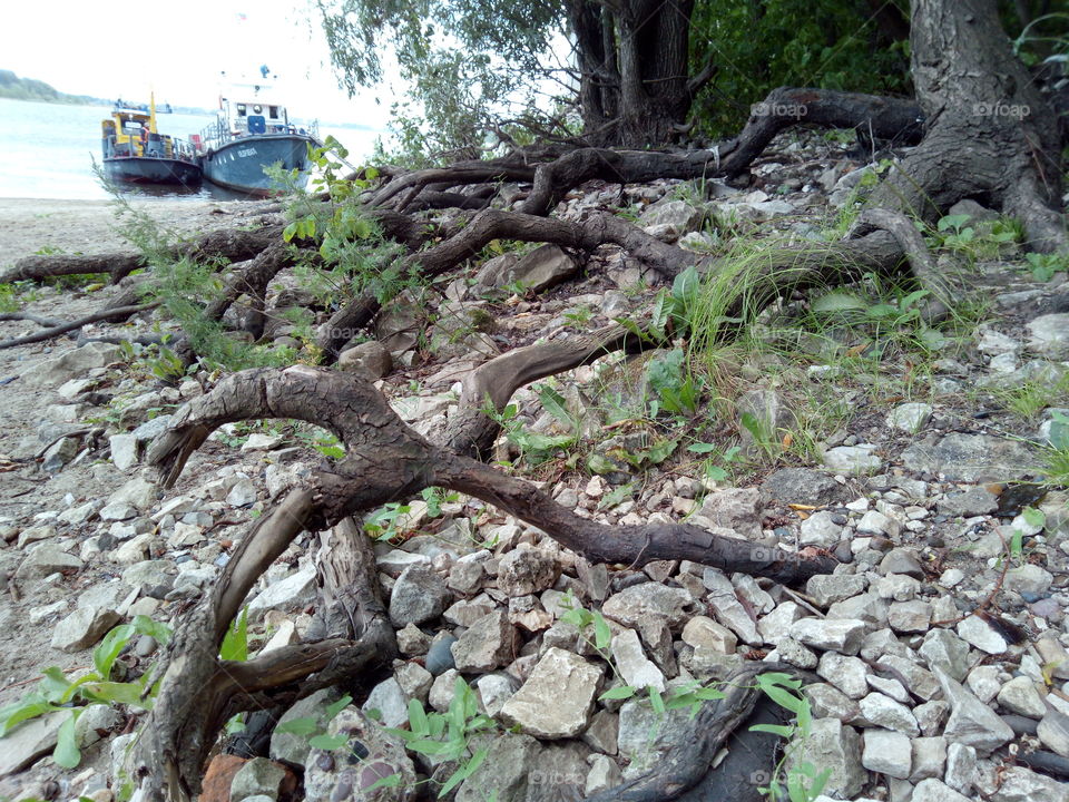 Bizarre tree roots on the river bank