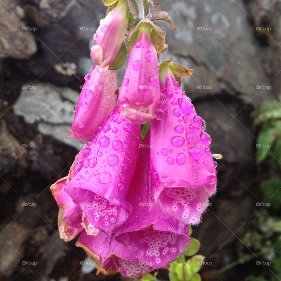 Foxglove. Close up of foxglove after a rain shower 