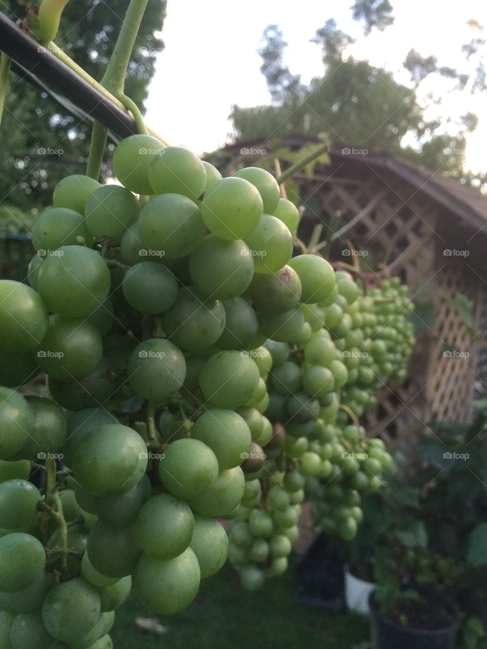 Grape vine