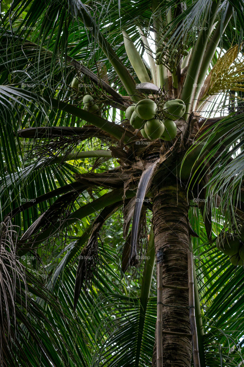 Coconut water - delicious common natural drink for the hot days in the tropics