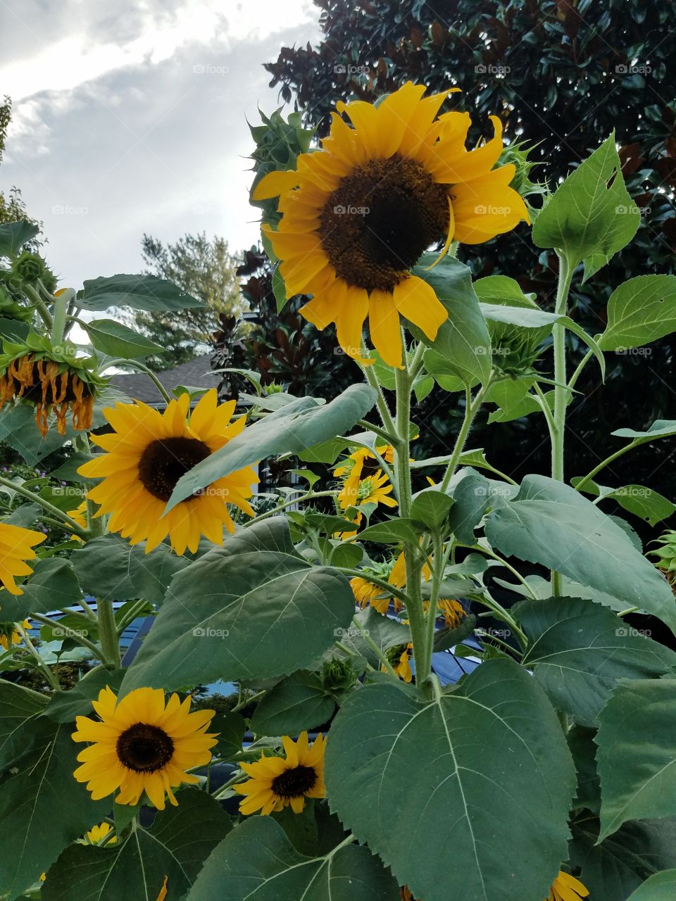 Happy sunflowers