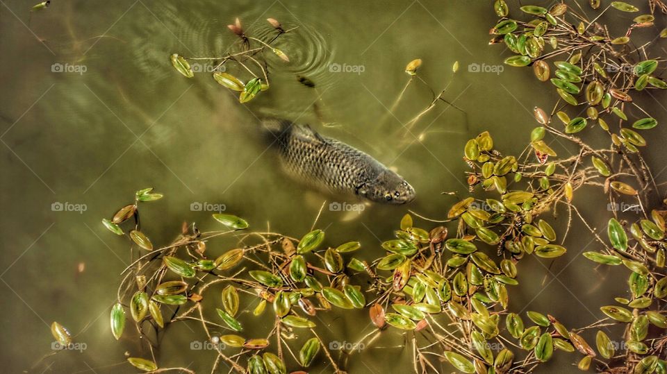 in the pond