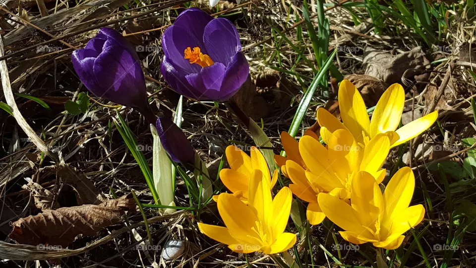 Crocus