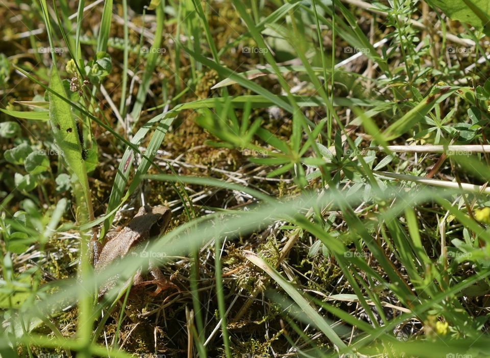 Frog ready to leap in high grass