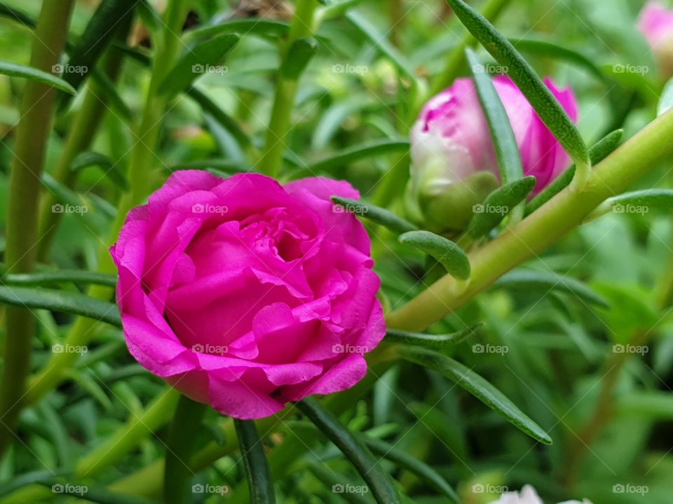 my beautiful Portulaca grandiflora