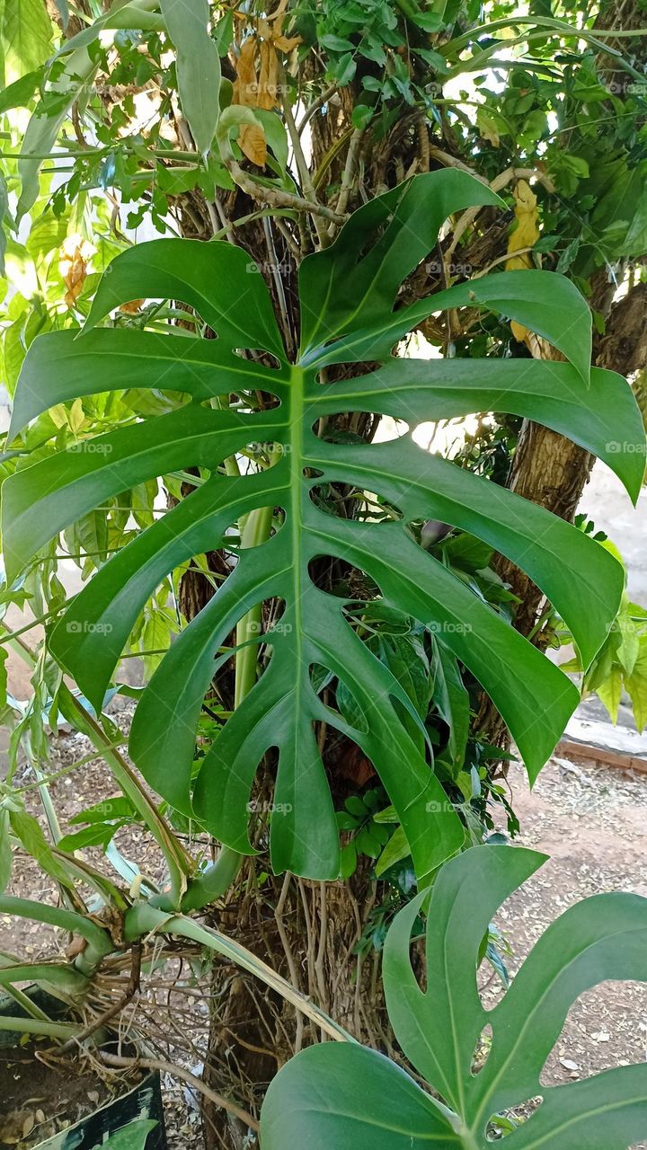 white papaya flower