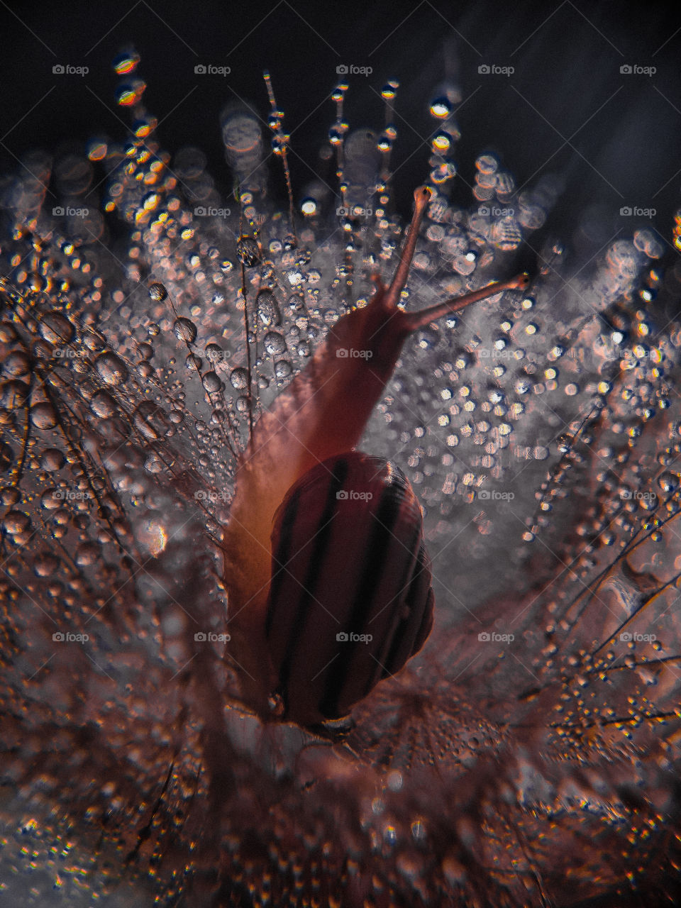 snail on dandelion after rain