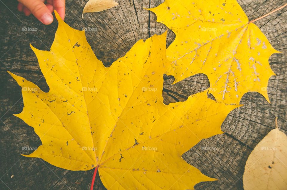 Maple Leafs on wooden background. Fall. Autumn. Natural background. Top view 