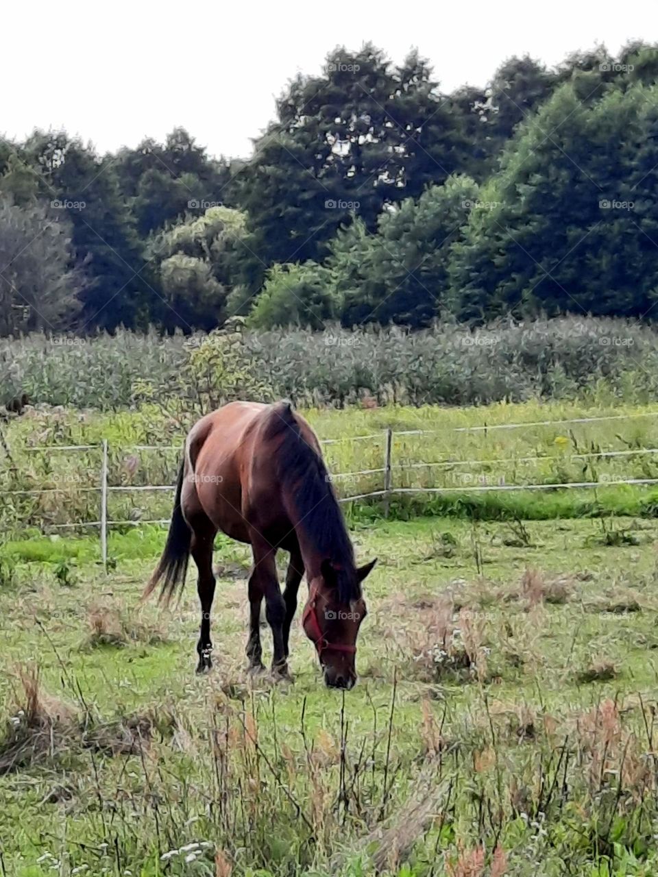 horse on green pasture