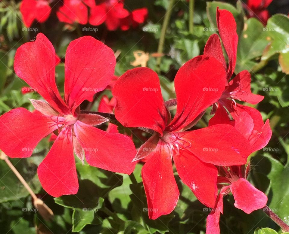 Red flowers