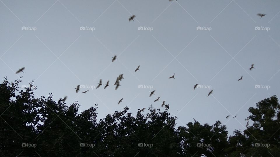 birds are flying on the tree