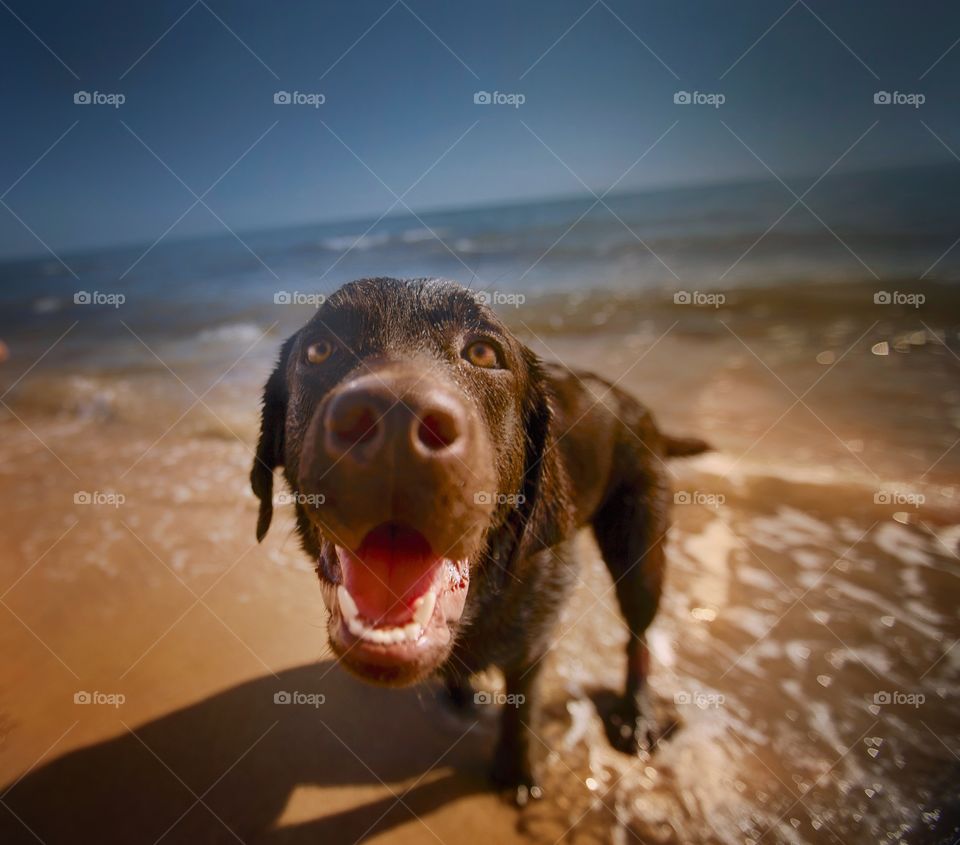 Brown Labrador dog funny portrait with wide angle lense