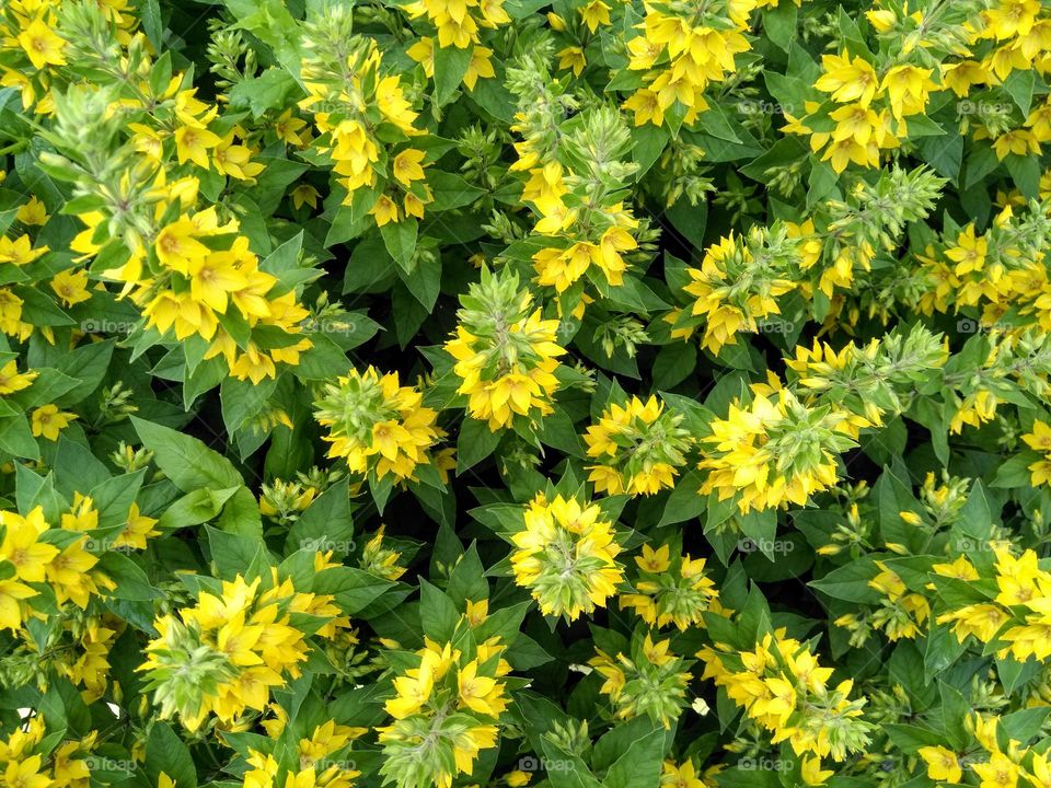 yellow flowers beautiful texture background top view