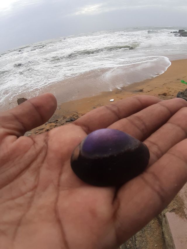 rare cowrie seashell
