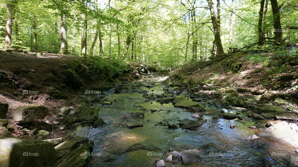 Wooded stream 