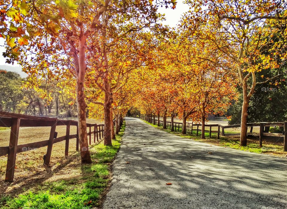 Country Lane In Golden Hour. Autumn Color On Tree-Lined Rural Lane At Before Sunset
