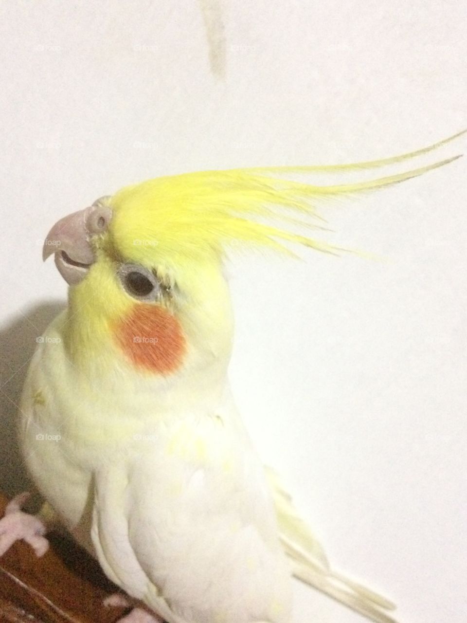 Cocktail Bird