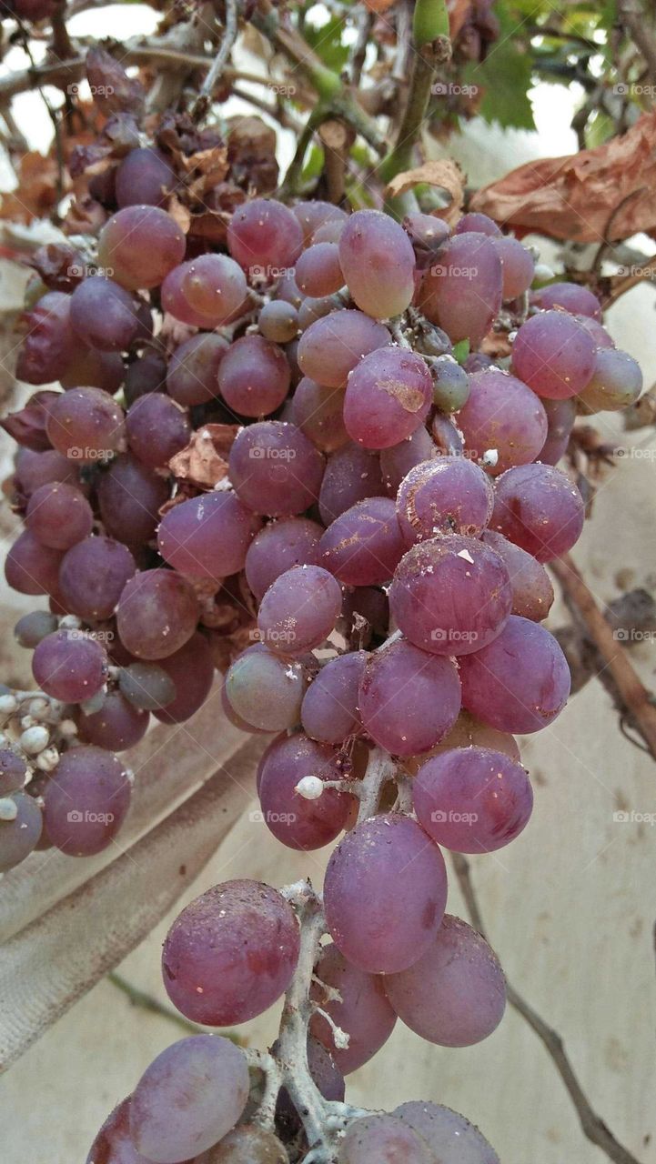 Bunches of grapes.