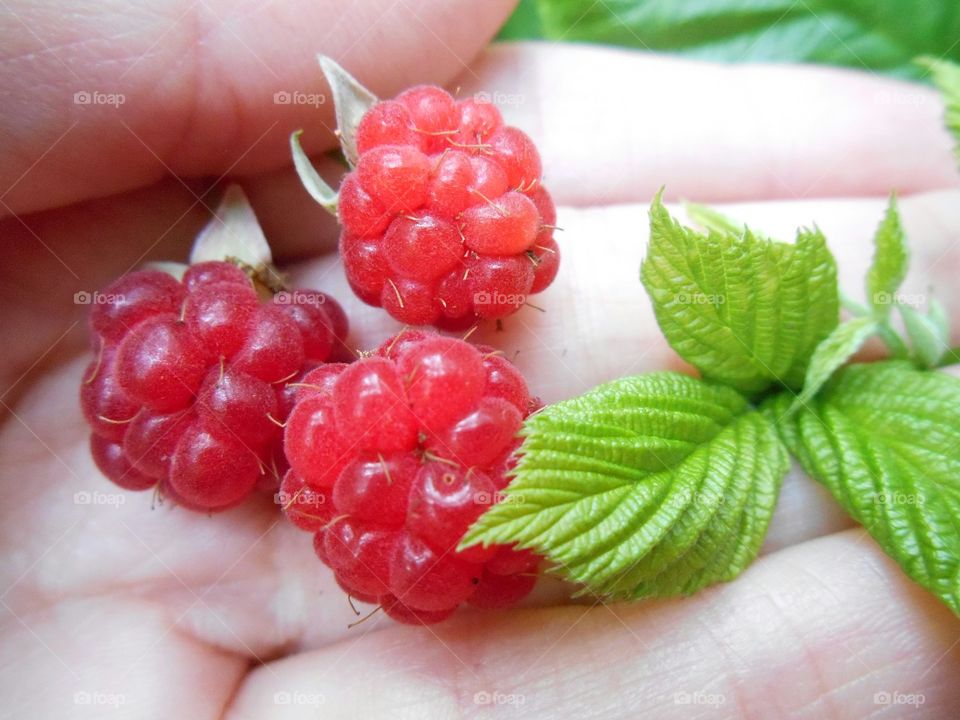 raspberry ripe in hand