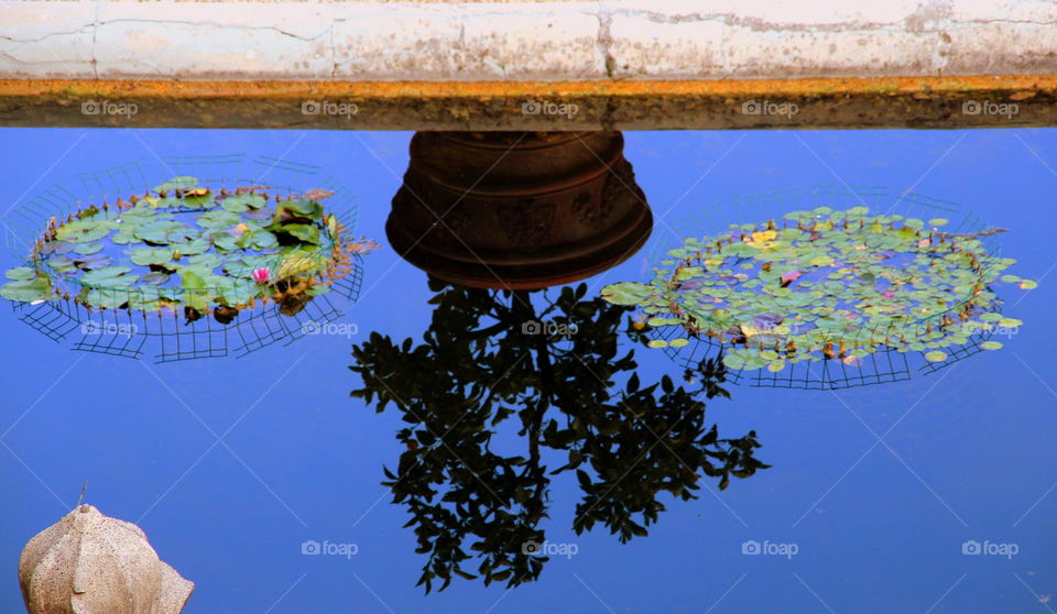 plant in pot reflected in the water with lilies