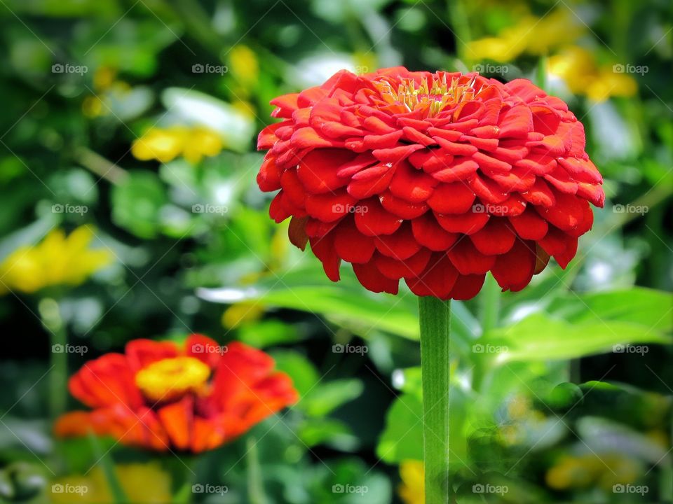 Two red flowers