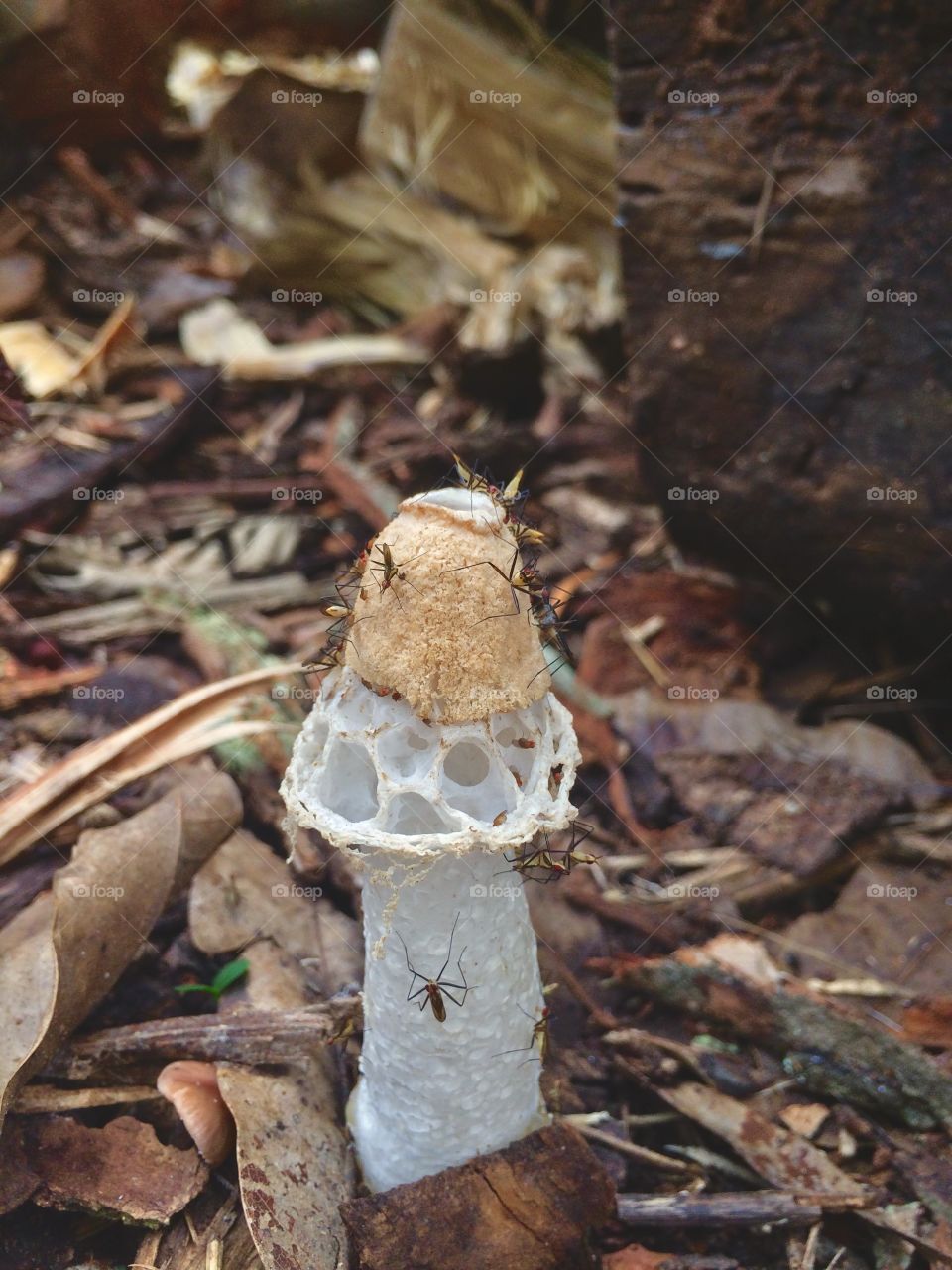 Morning, Mushroom full of insects , tree log 