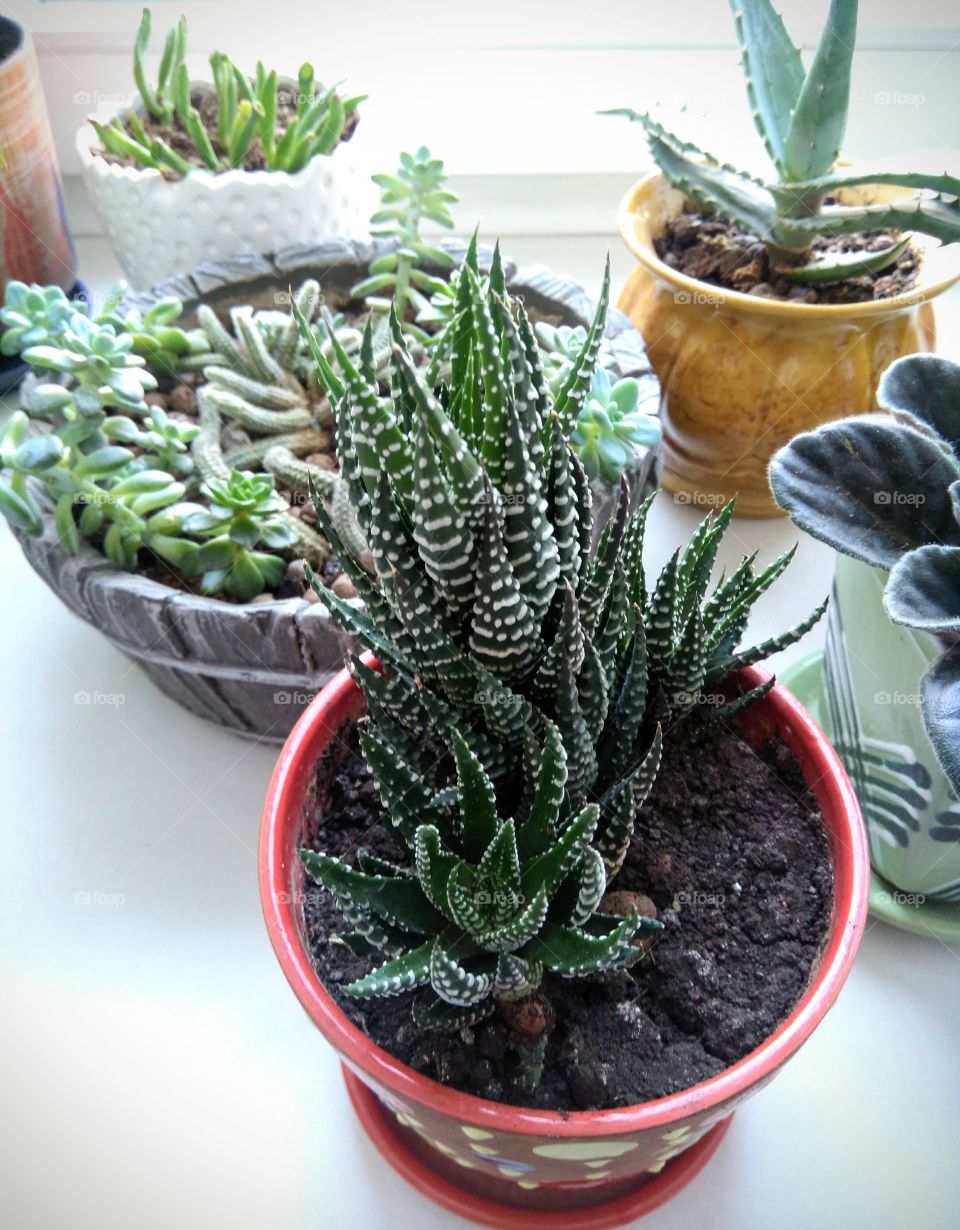 house plants on a window