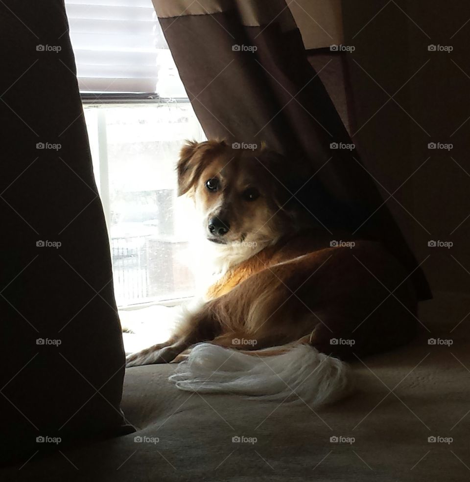 Doggie in the Window. Penny Lane staring out the window.