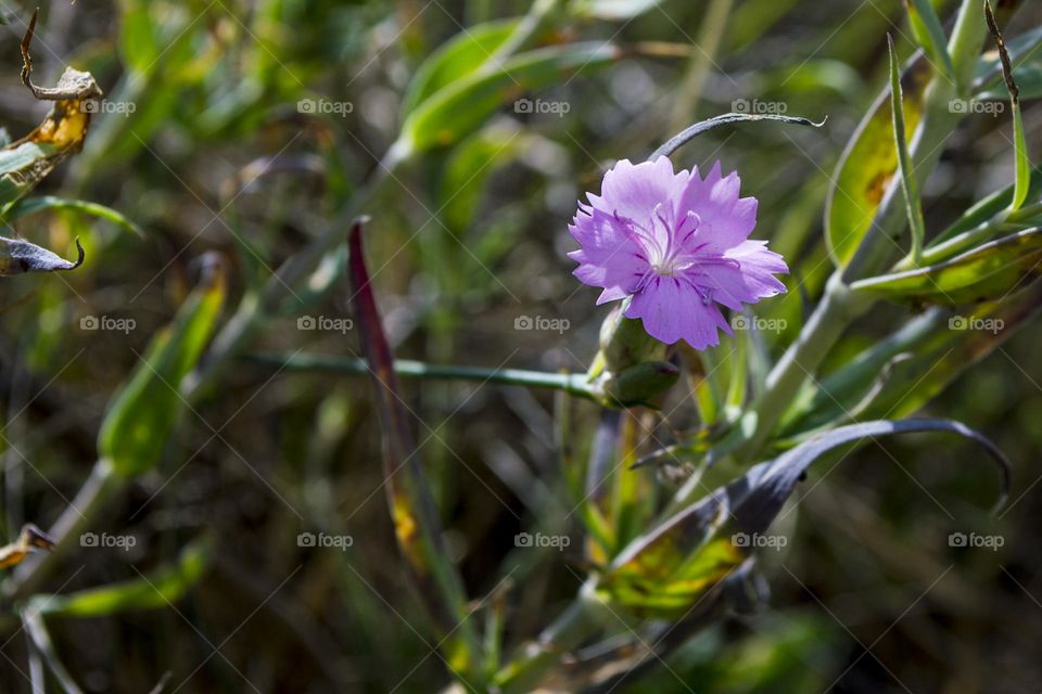 Wild carnation