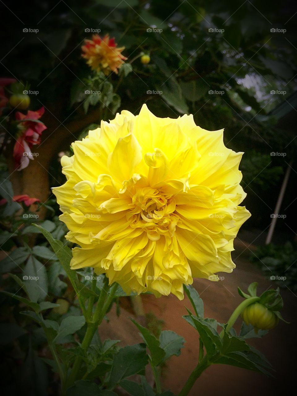 Happiness radiates like the fragrance from a flower and draws all good things towards you.
-Maharishi Mahesh Yogi