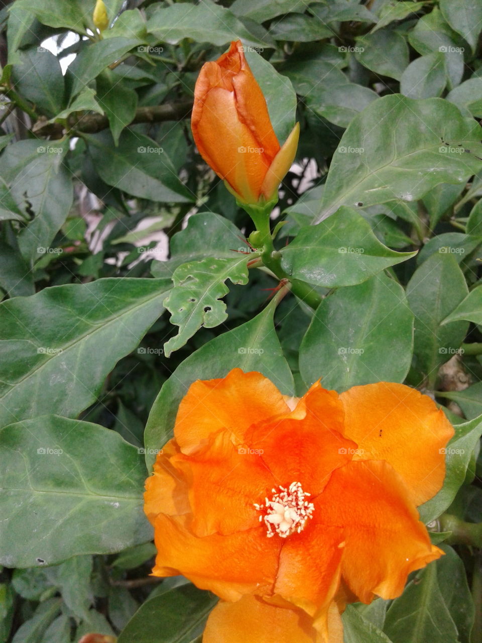 flower