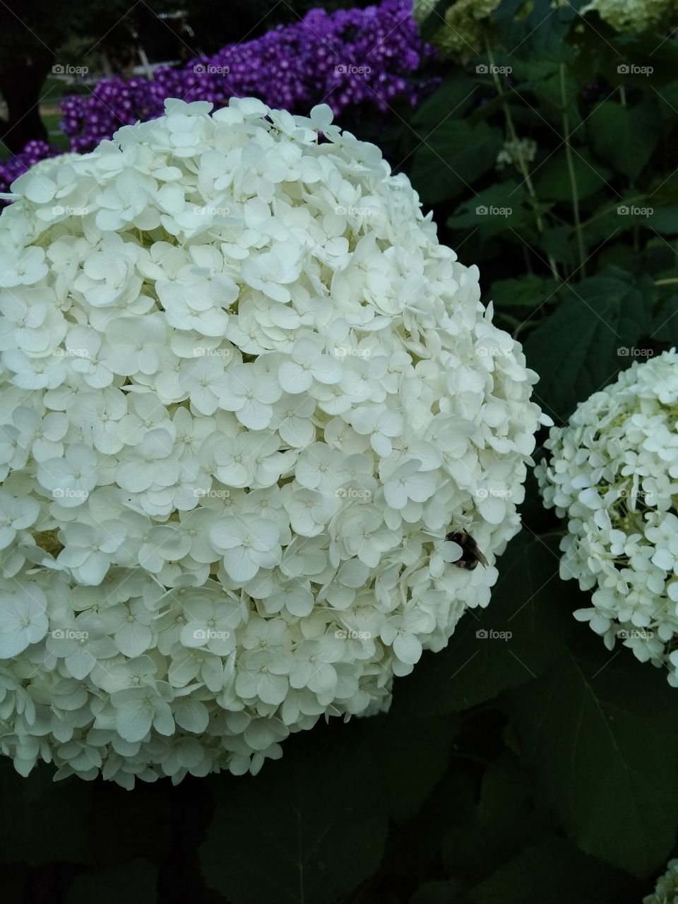 Kurpark in Bad Wildbad