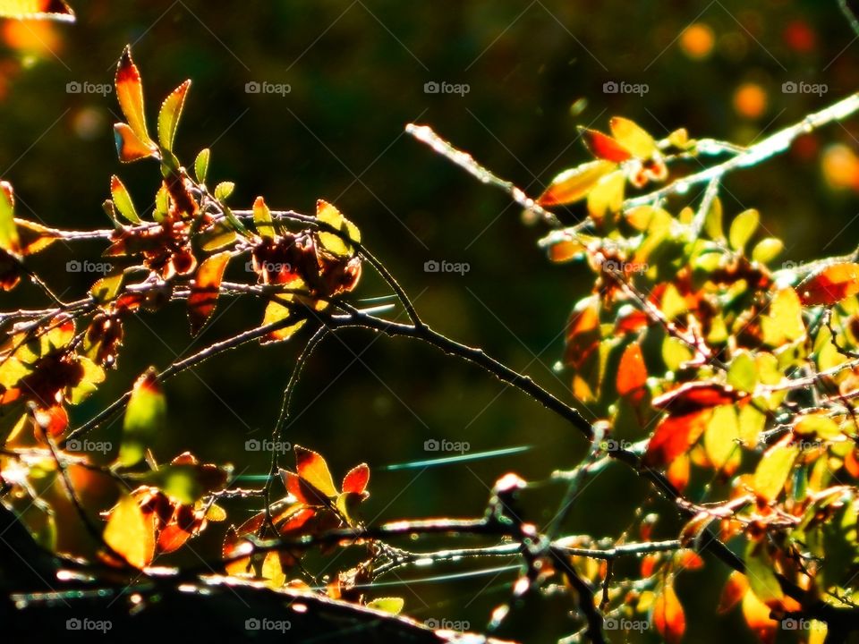 Leaves of Autumn