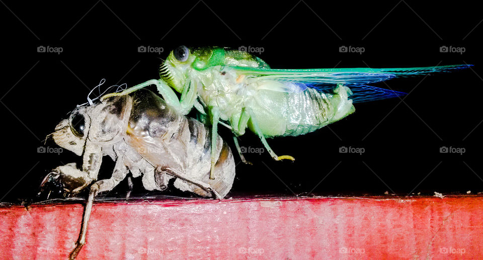 Shedding Skin. A locust freshly awakened from his exoskeleton.