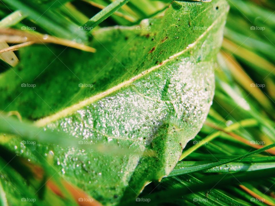 A wet green leaf