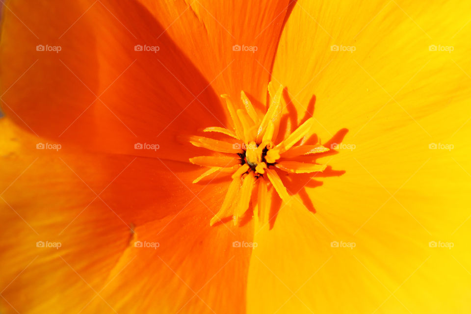 Inside of an orange desert poppy