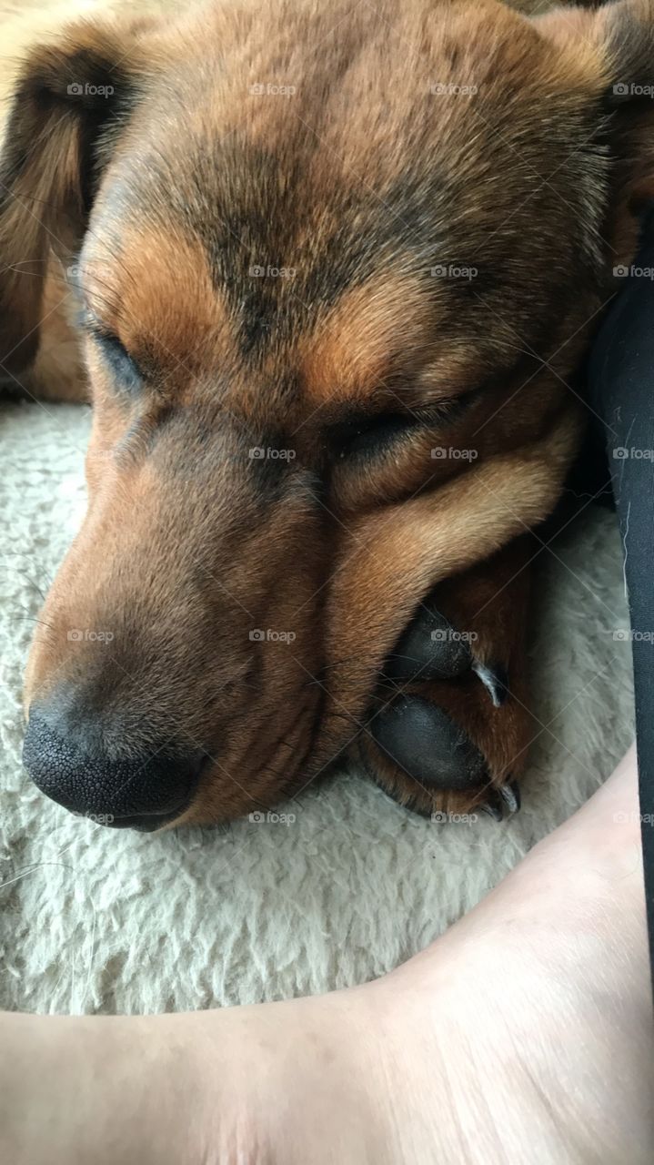 Very sleepy rescue pupper
