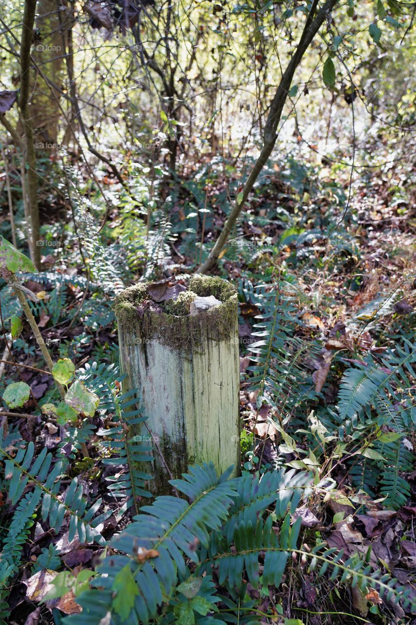 a tree in the wilderness