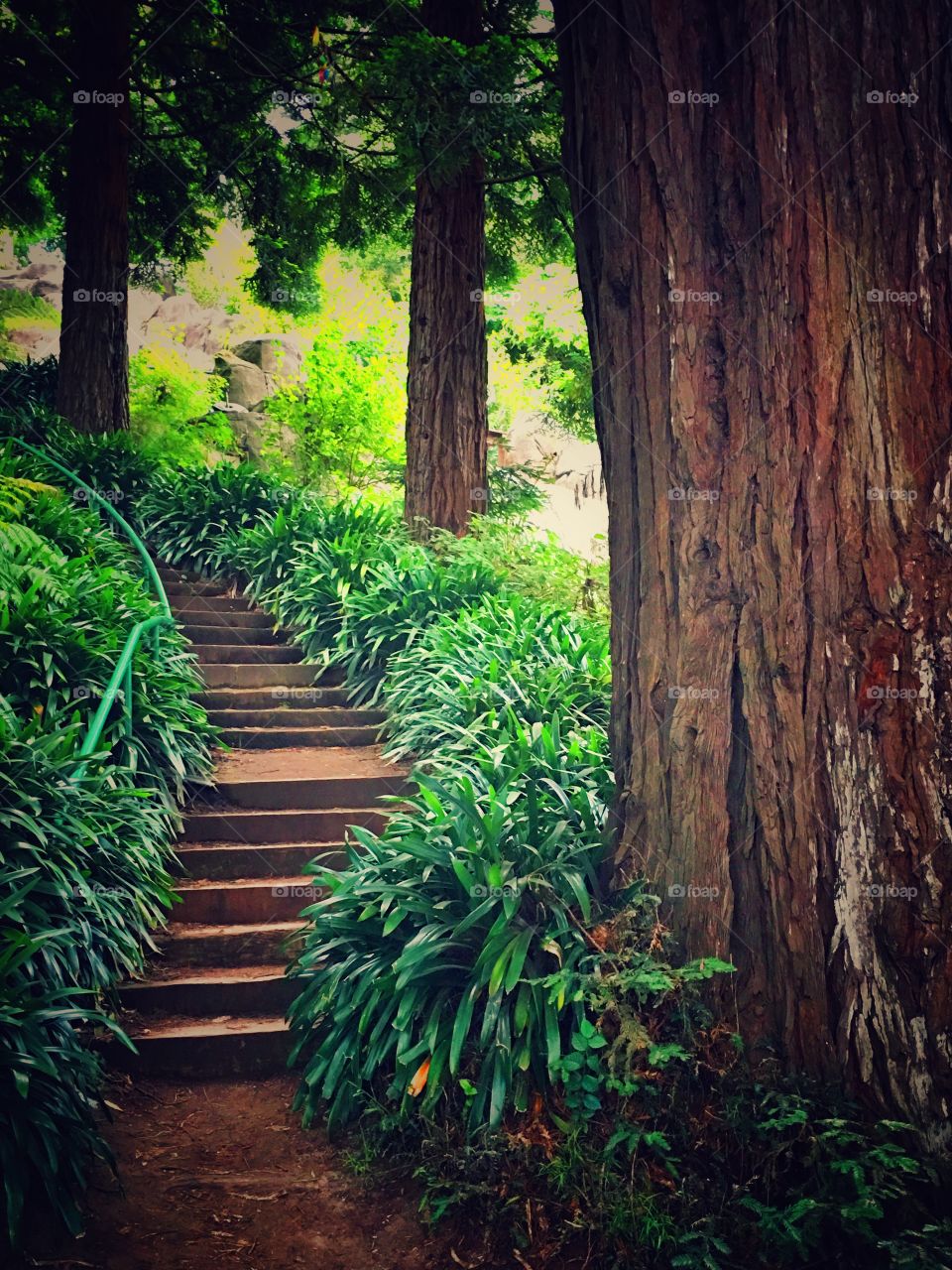 Forest garden steps