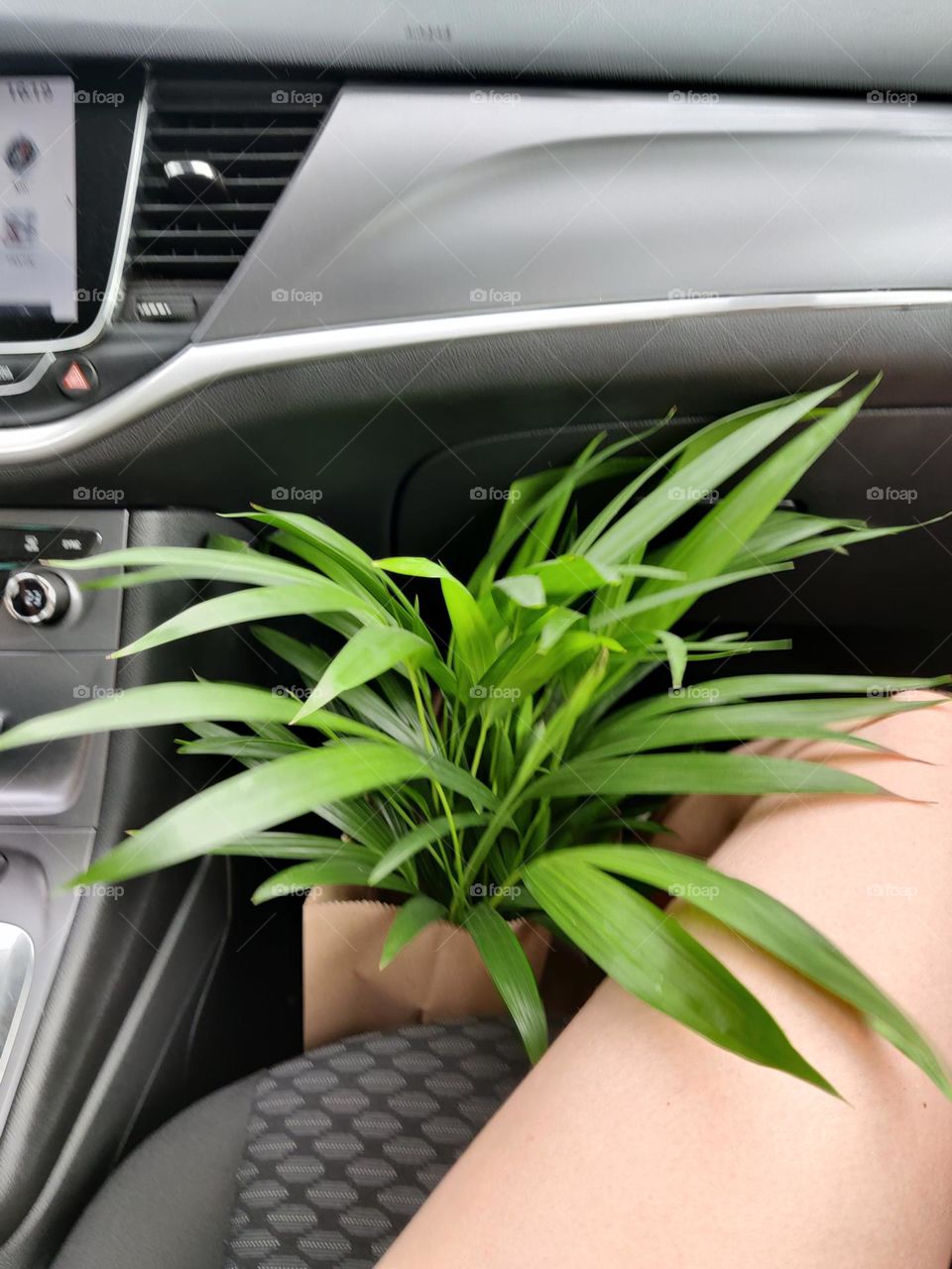 Transporting a plant