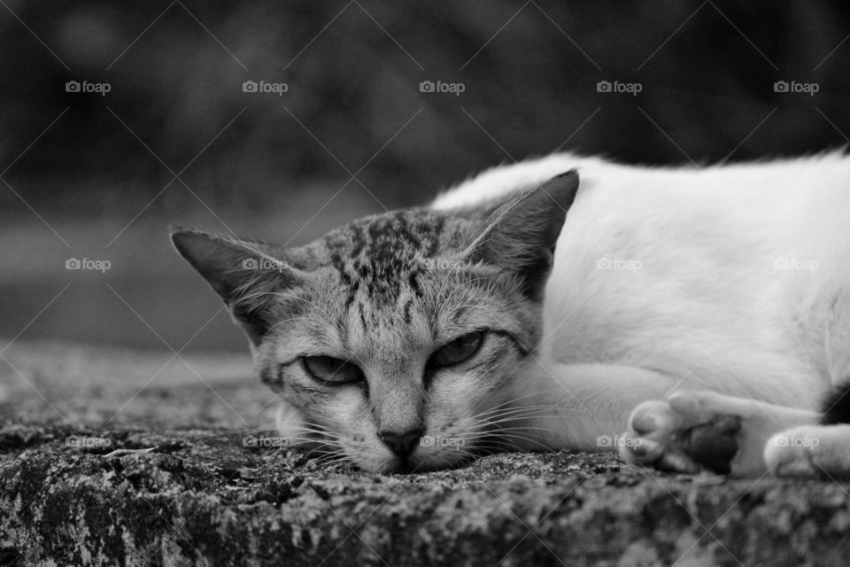 The Cat just waking up after a good sleep.