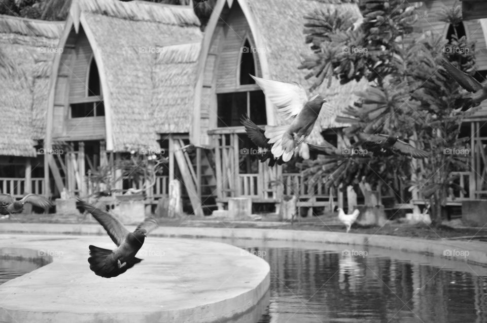 Taking pictures isa real pleasure, especially when I catch these exciting moments. I saw some pigeons racing toward me who were holding camera and shot