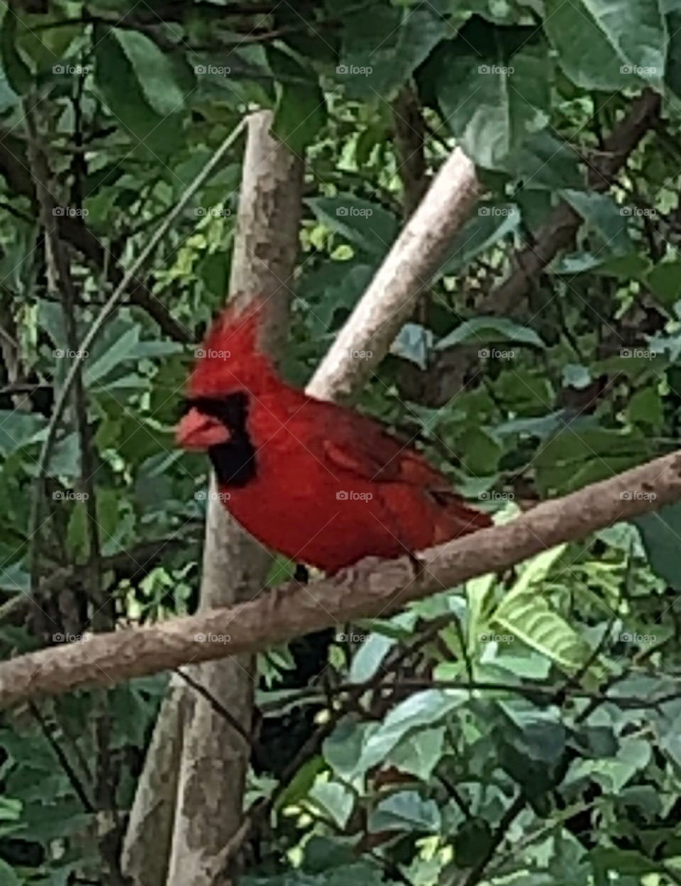 Northern cardinal sitting on a tree branch basking in the sunlight 