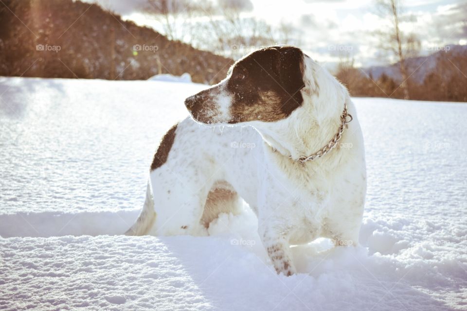 perro de caza en la nieve